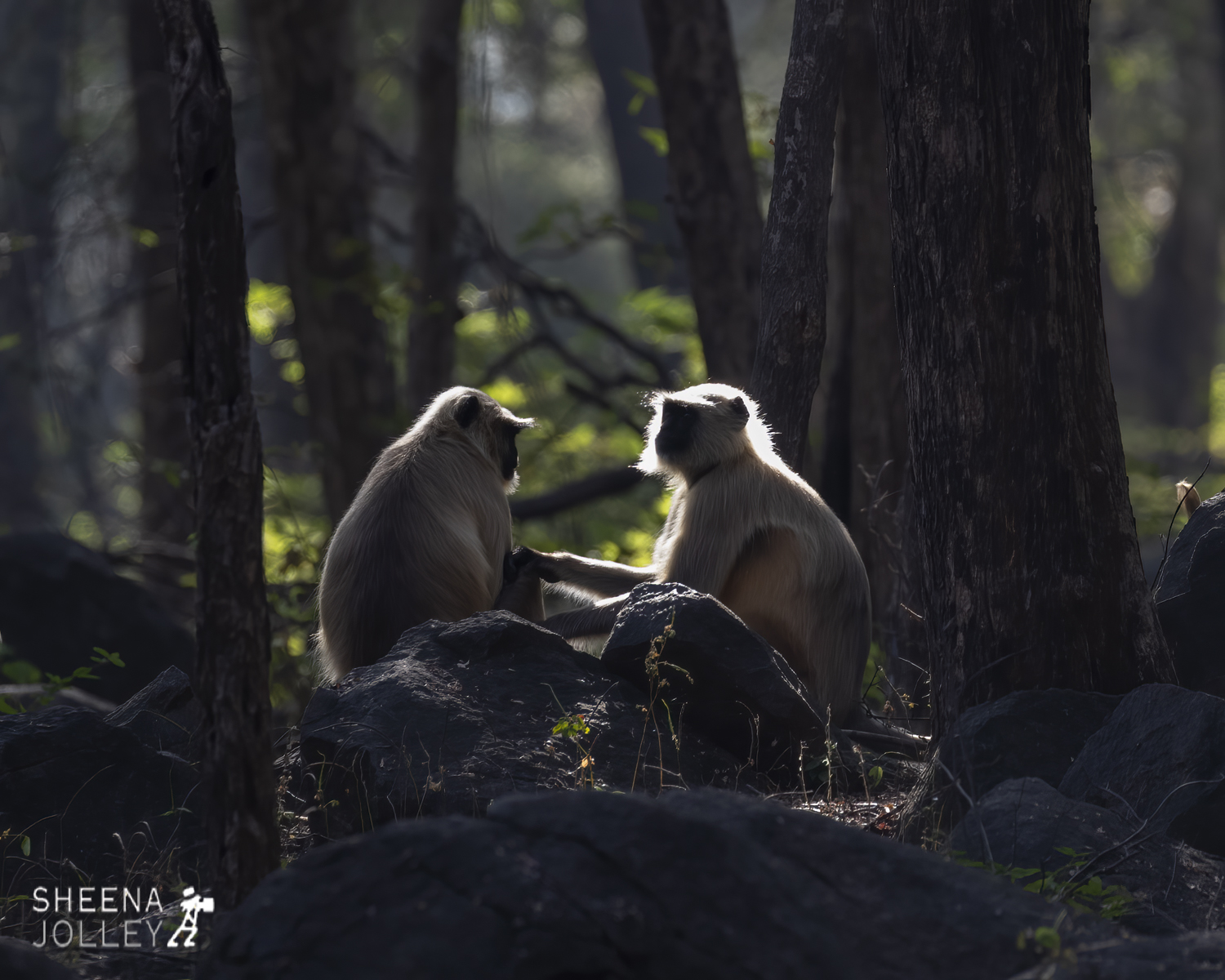 Grey Langur down from the trees -.jpg - India